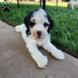 Max, Mini Bernedoodle Puppy