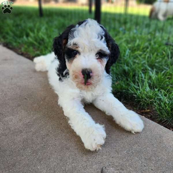 Max, Mini Bernedoodle Puppy