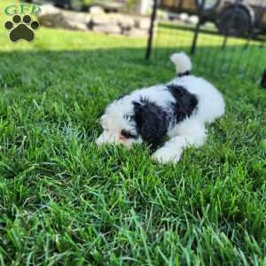 Max, Mini Bernedoodle Puppy