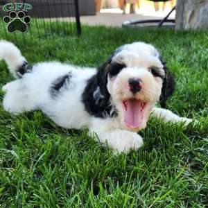 Max, Mini Bernedoodle Puppy