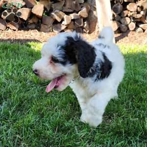 Max, Mini Bernedoodle Puppy