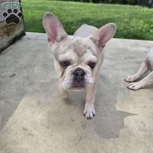 Dolly, French Bulldog Puppy