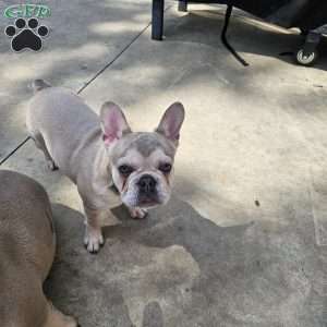 Dolly, French Bulldog Puppy