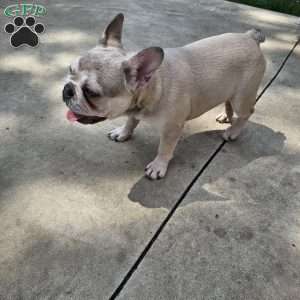 Dolly, French Bulldog Puppy