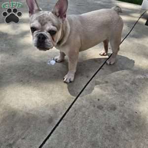 Dolly, French Bulldog Puppy