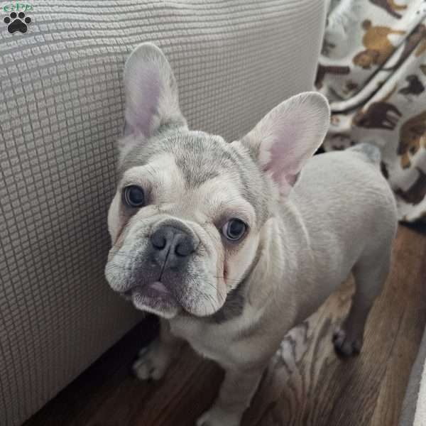Dolly, French Bulldog Puppy