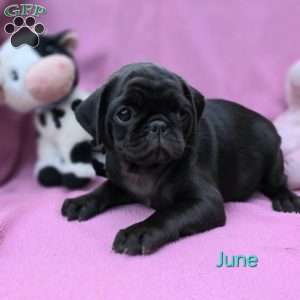 June, Pug Puppy
