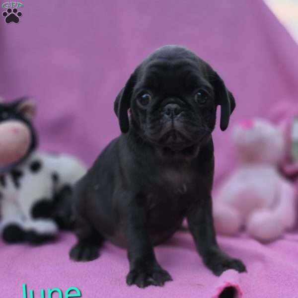 June, Pug Puppy