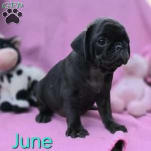 June, Pug Puppy