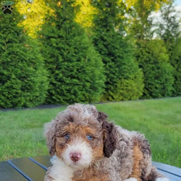 Mack, Mini Bernedoodle Puppy