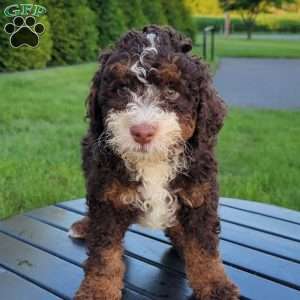 Diesel, Mini Bernedoodle Puppy