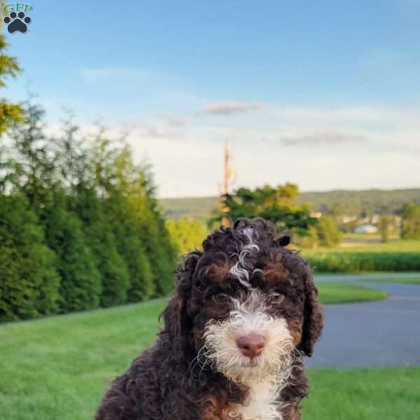 Diesel, Mini Bernedoodle Puppy