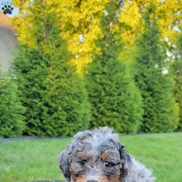 Ginger, Mini Bernedoodle Puppy