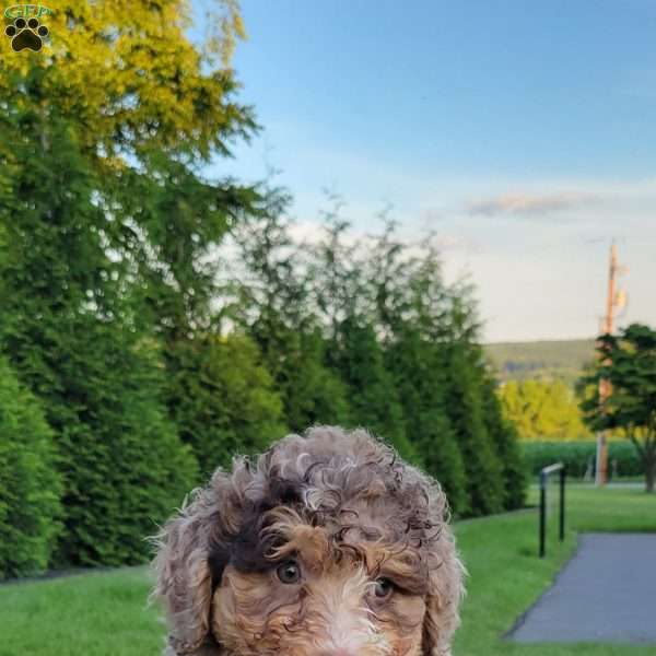 Bentley, Mini Bernedoodle Puppy