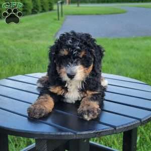 Hope, Mini Bernedoodle Puppy