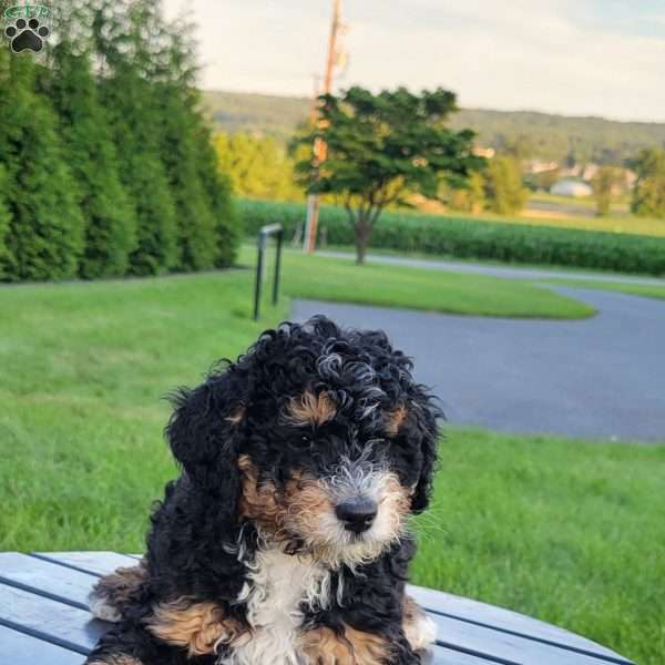 Hope, Mini Bernedoodle Puppy