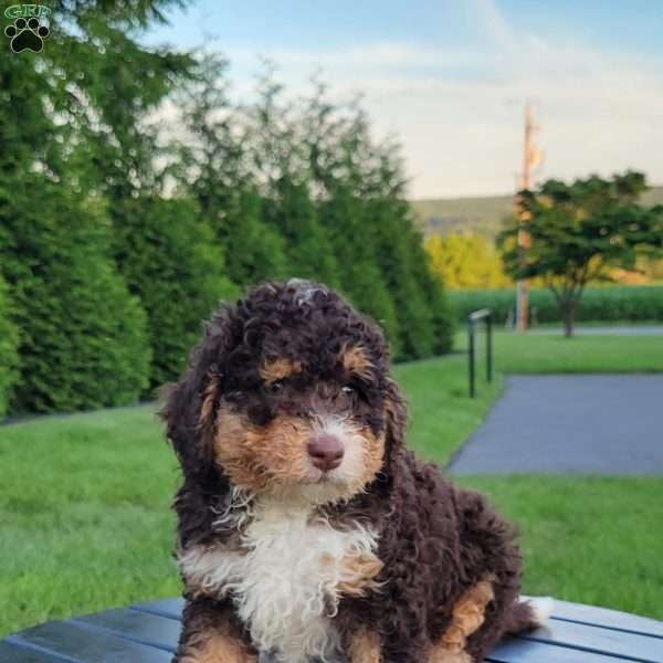 Coco, Mini Bernedoodle Puppy