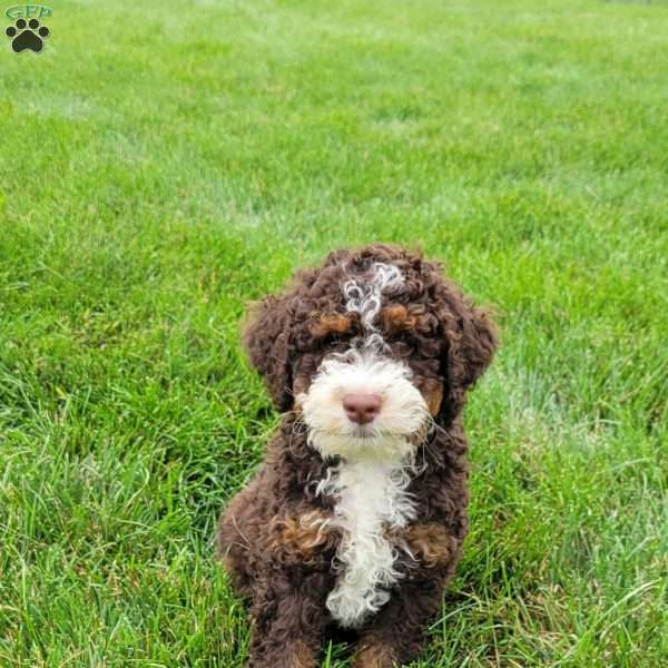 Diesel, Mini Bernedoodle Puppy