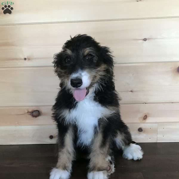 Super, Bernedoodle Puppy