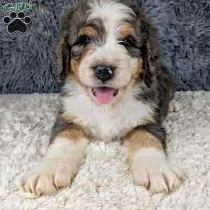 Jester, Bernedoodle Puppy
