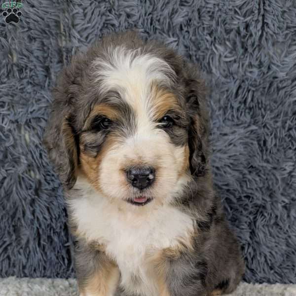 Jester, Bernedoodle Puppy