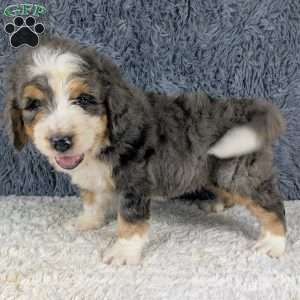 Jester, Bernedoodle Puppy