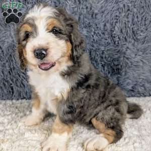 Jester, Bernedoodle Puppy