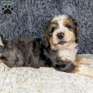 Jester, Bernedoodle Puppy