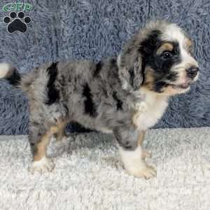Lainey, Bernedoodle Puppy