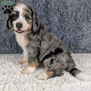 Lainey, Bernedoodle Puppy