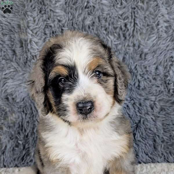 Lainey, Bernedoodle Puppy