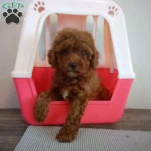 Winston, Miniature Poodle Puppy