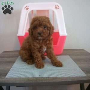 Winston, Miniature Poodle Puppy