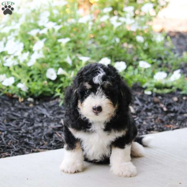 Olive, Mini Bernedoodle Puppy