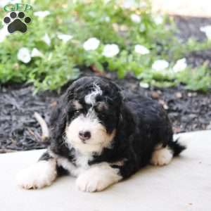 Olive, Mini Bernedoodle Puppy