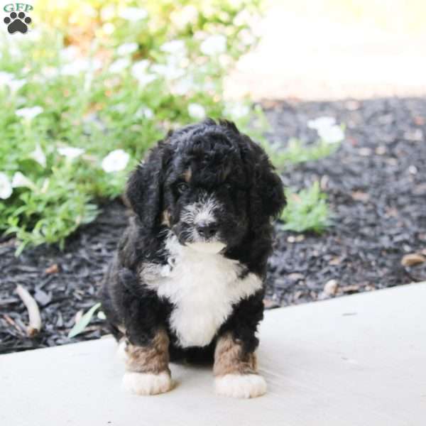 Rex, Mini Bernedoodle Puppy