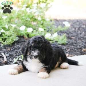 Rex, Mini Bernedoodle Puppy