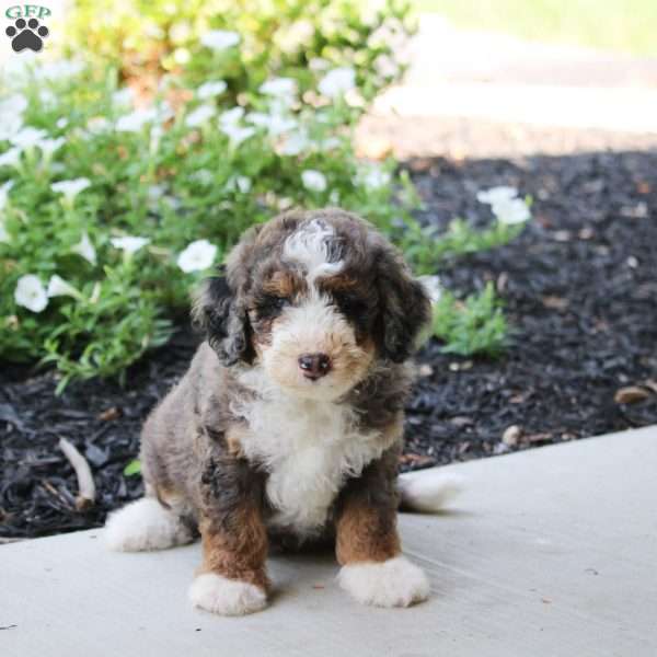 Skip, Mini Bernedoodle Puppy