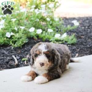 Skip, Mini Bernedoodle Puppy