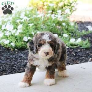 Skip, Mini Bernedoodle Puppy