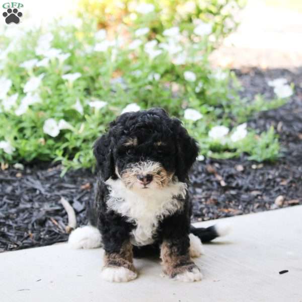 Lilac, Mini Bernedoodle Puppy