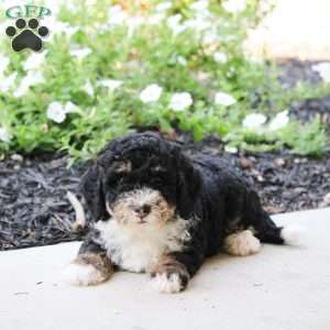 Lilac, Mini Bernedoodle Puppy