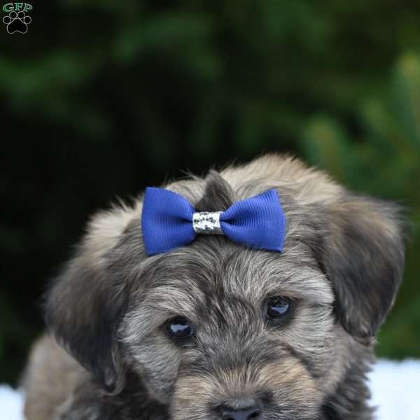 Tommy, Havapoo Puppy