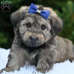 Tommy, Havapoo Puppy