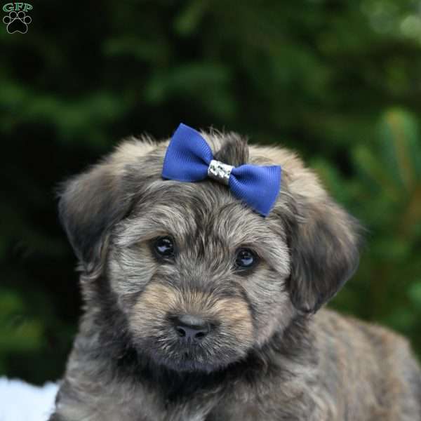 Tommy, Havapoo Puppy