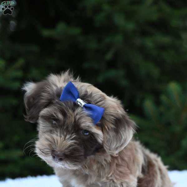 Timmy, Havapoo Puppy