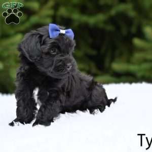 Tyler, Havapoo Puppy
