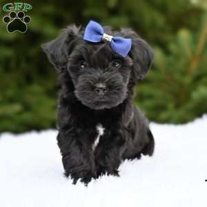 Tyler, Havapoo Puppy