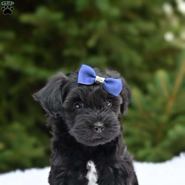 Tyler, Havapoo Puppy