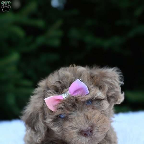 Twinkles, Havapoo Puppy